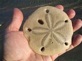 sand dollar