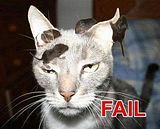 fail_cat2.jpg image by EmilyBeisel